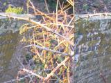 image of grave number 525525